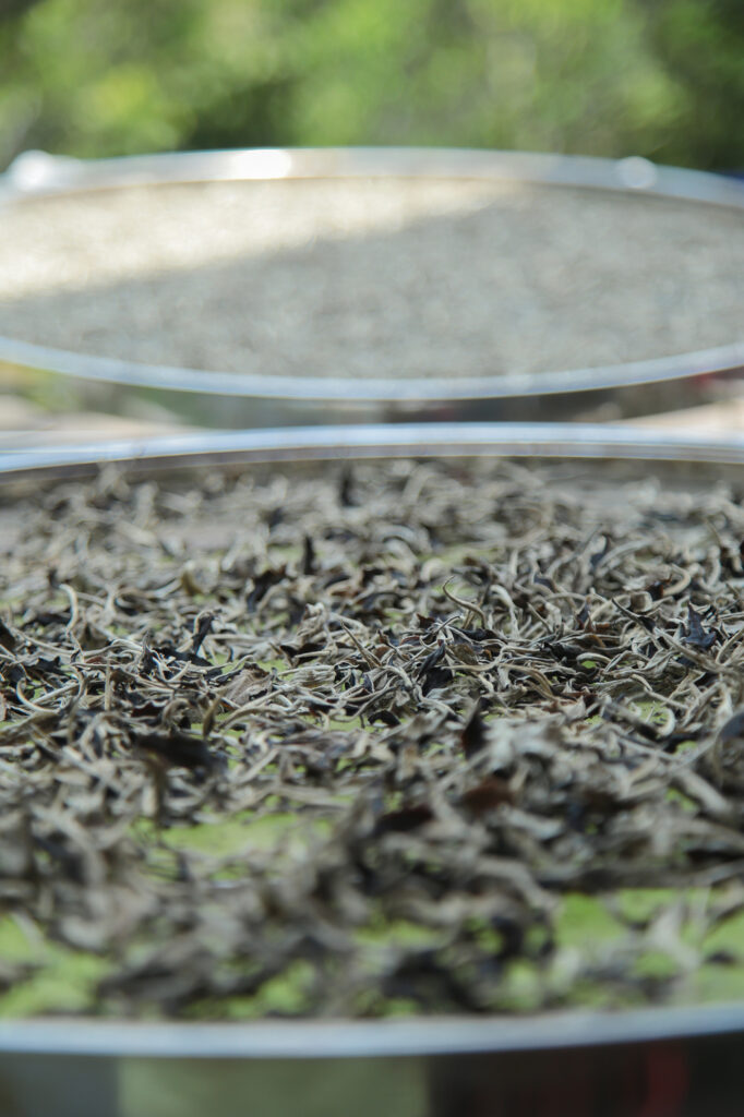 Tea Leaves Drying in the Sun and Warm Air at Partner Farm in Alagalla Mountain Range, Sri Lanka