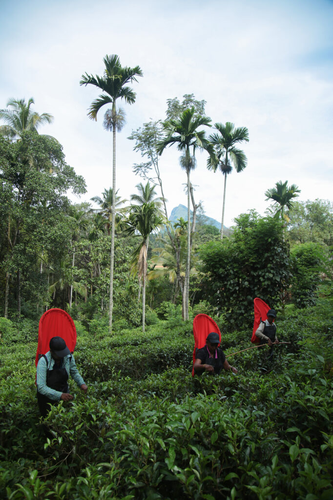 Three Women Collecting Tea Leaves in Sri Lanka - Tea Harvesting at Partner Farm in Alagalla Mountain Range