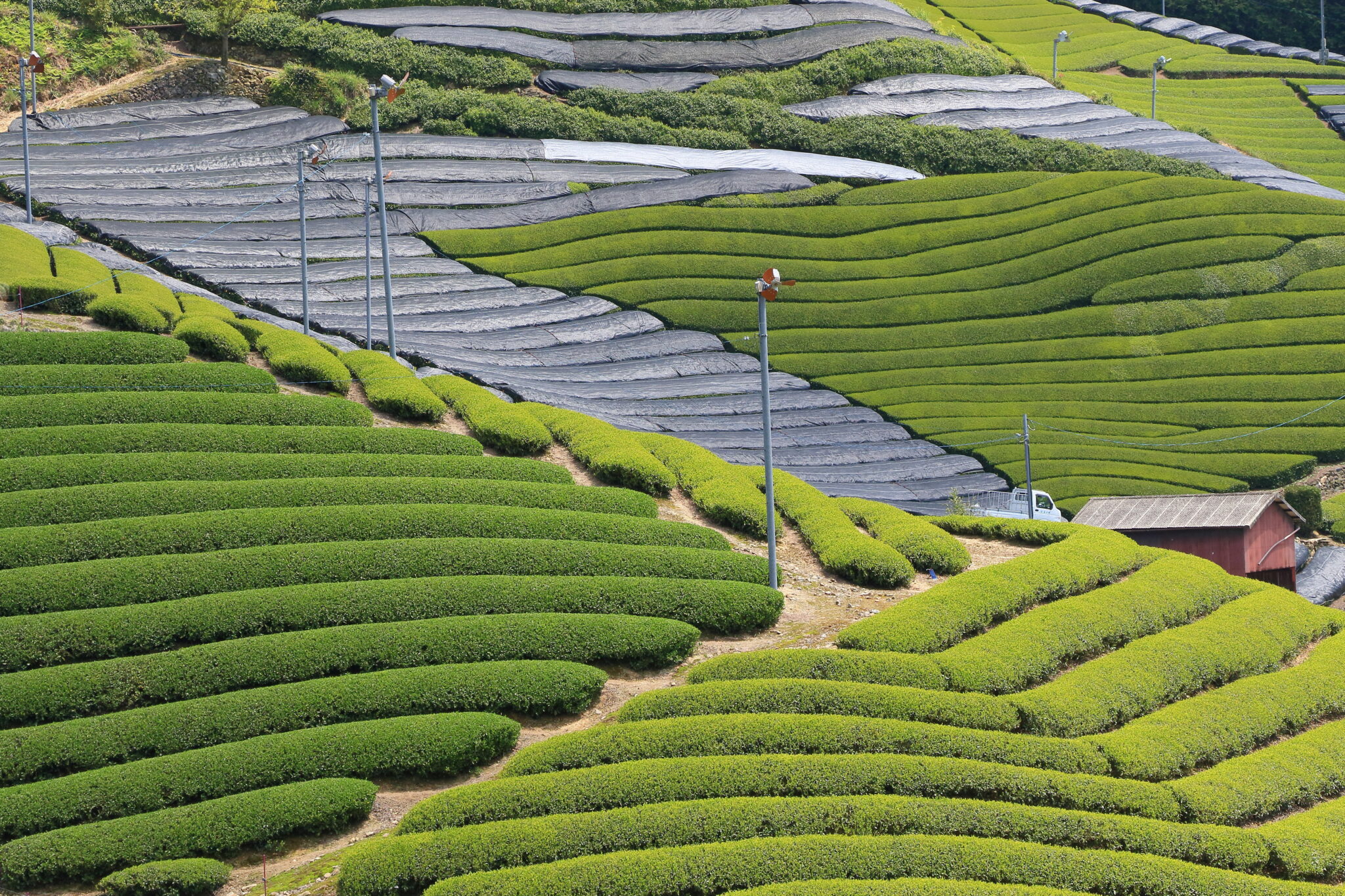 Tea Plantation in Wazuka, Japan