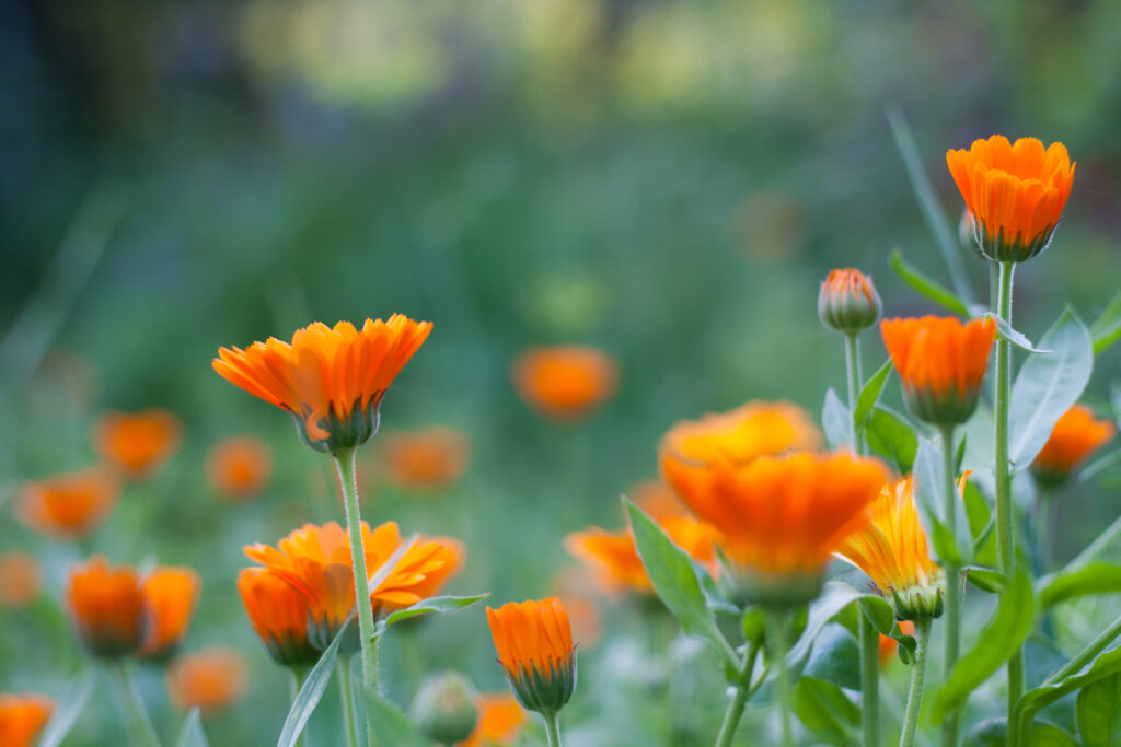 Orange Pot marigold - calendula - growing and blooming in the garden