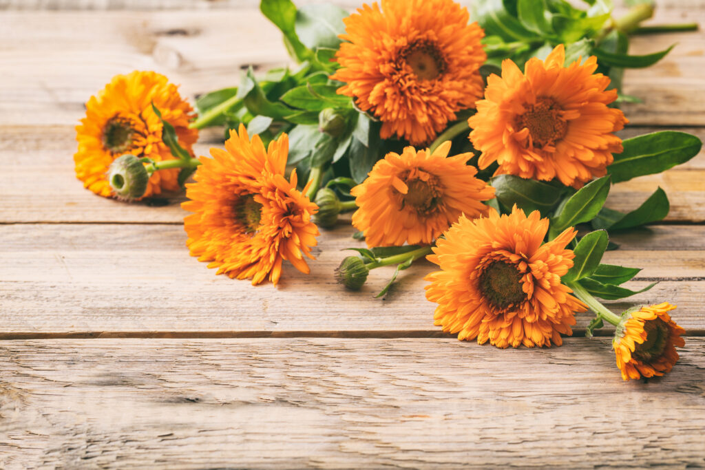 Calendula, pot marigold on wooden table