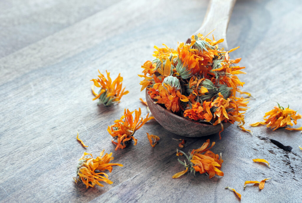 Dried calendula in a wooden spoon, herbal tea