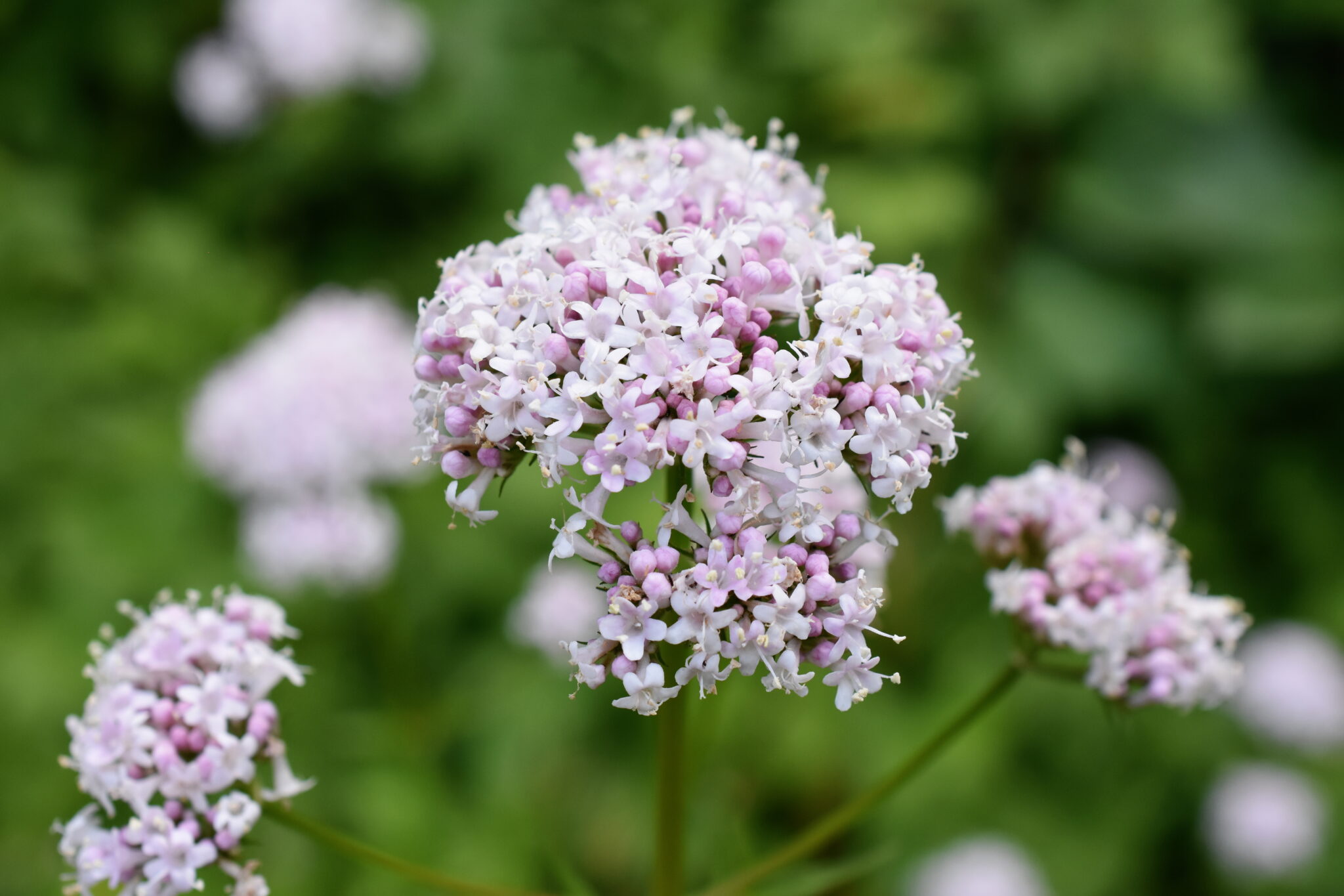 Flowering pink common valerian plant